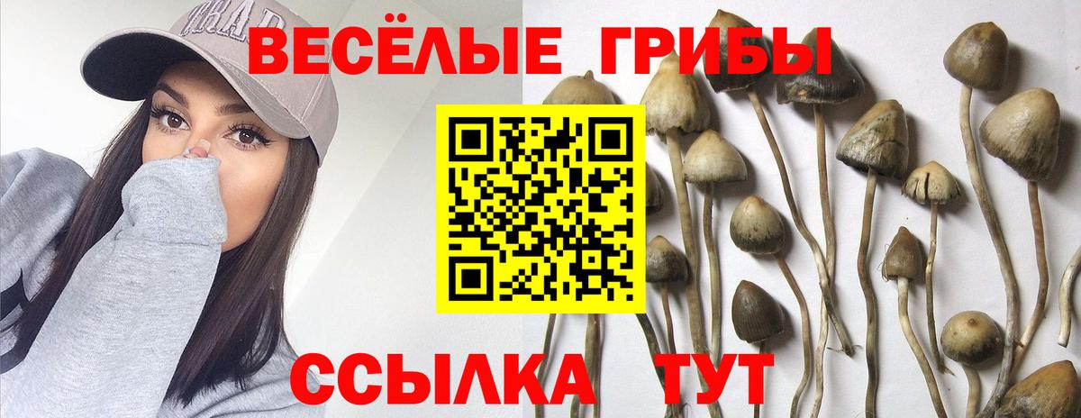 Псилоцибиновые грибы мицелий  Вход с VPN  Нижнекамск  Псилоцибиновые грибы GOLDEN TEACHER 